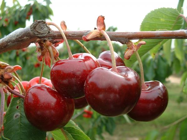 Festa de la cirera de Santa Coloma de Cervelló