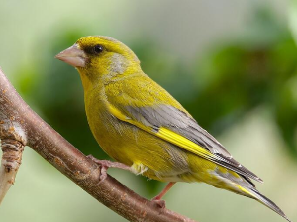 Rutes autoguiades a Corbera de Llobregat