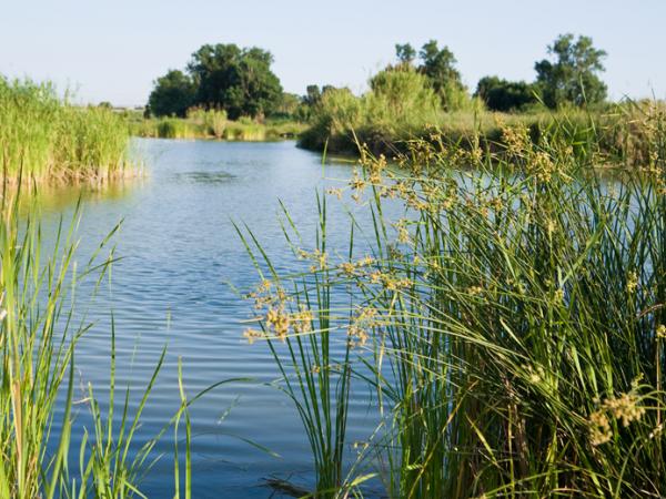 Aiguamolls Molins de Rei.jpg