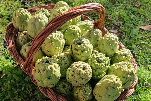 Neix Carxofa Baix, una nova experiència gastronòmica al Baix Llobregat