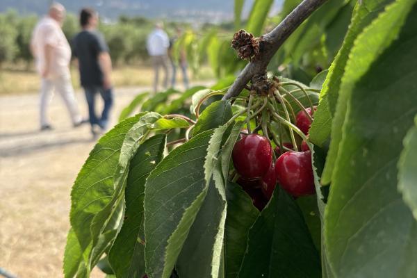   Neix Fruita Baix, una campanya que connecta el territori amb la taula a través de visites a pagès i còctels de fruita als restaurants Sabors de l’Horta