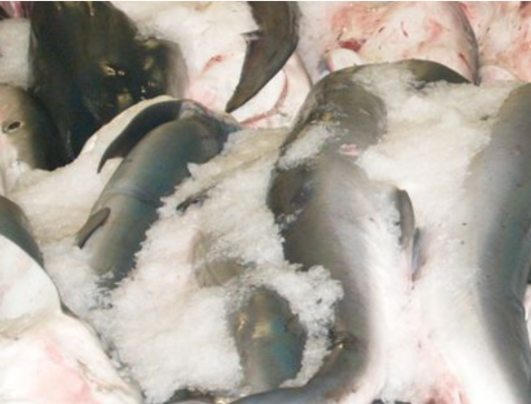 La pesca mundial dels taurons