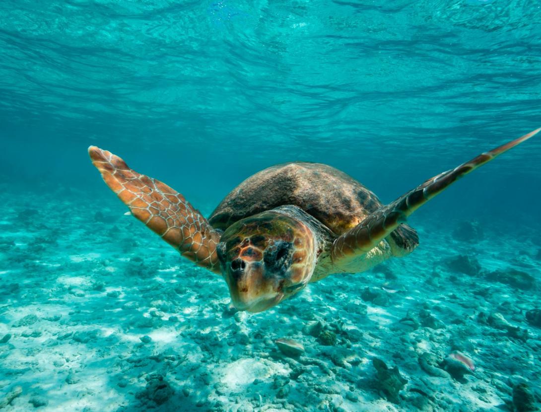 Canvi climàtic i tortugues marines.JPG