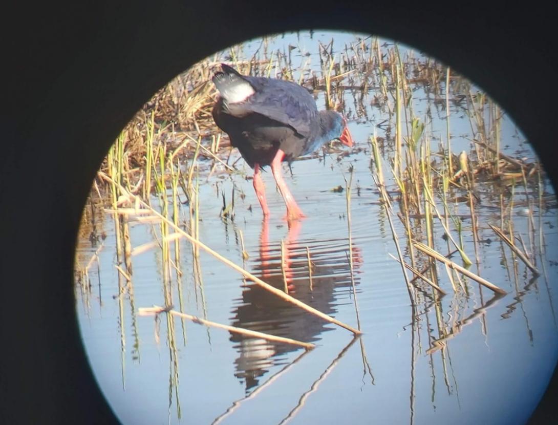 Els estanys litorals