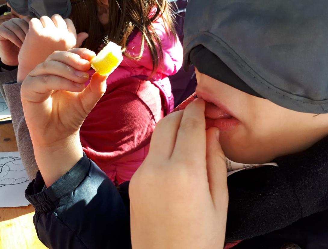 Arrels, fulles, fruits...quin menjar!