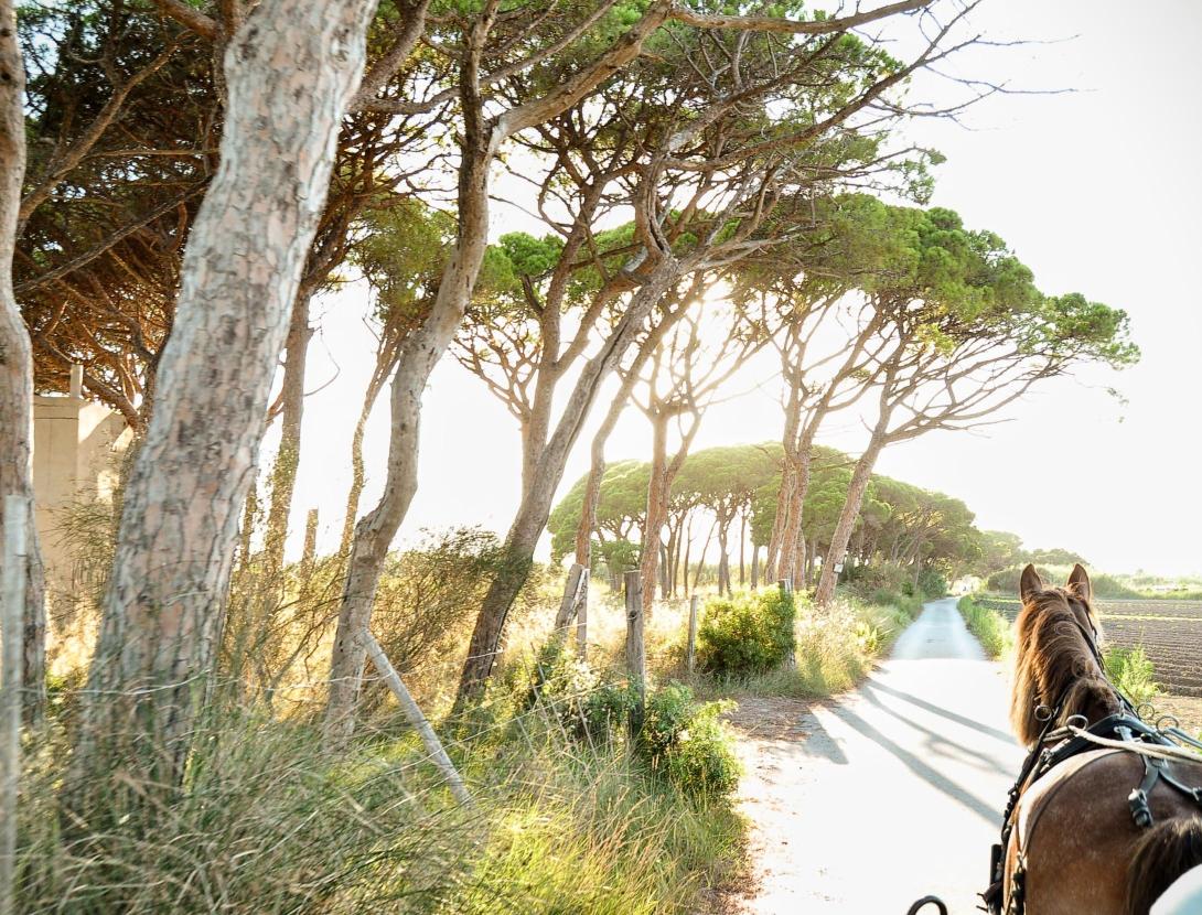 CAPVESPRES EN CARRUATGE