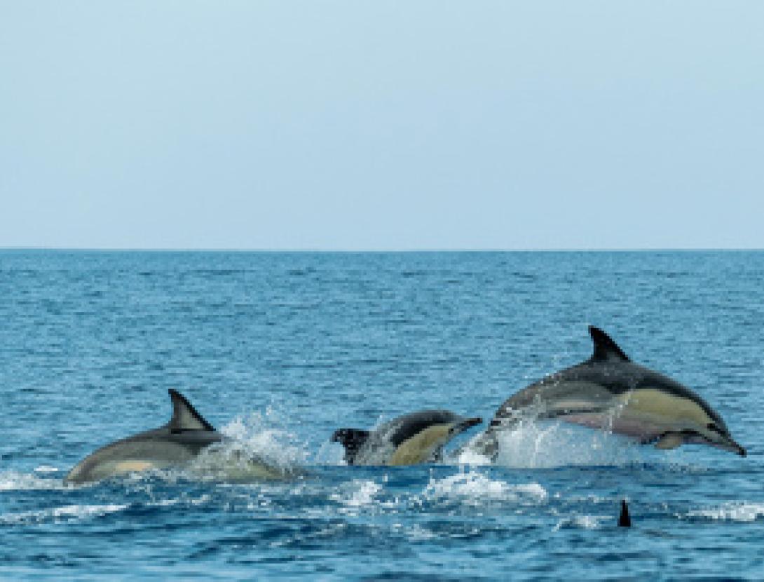 Jugateca a la platja: Els grans animals marins