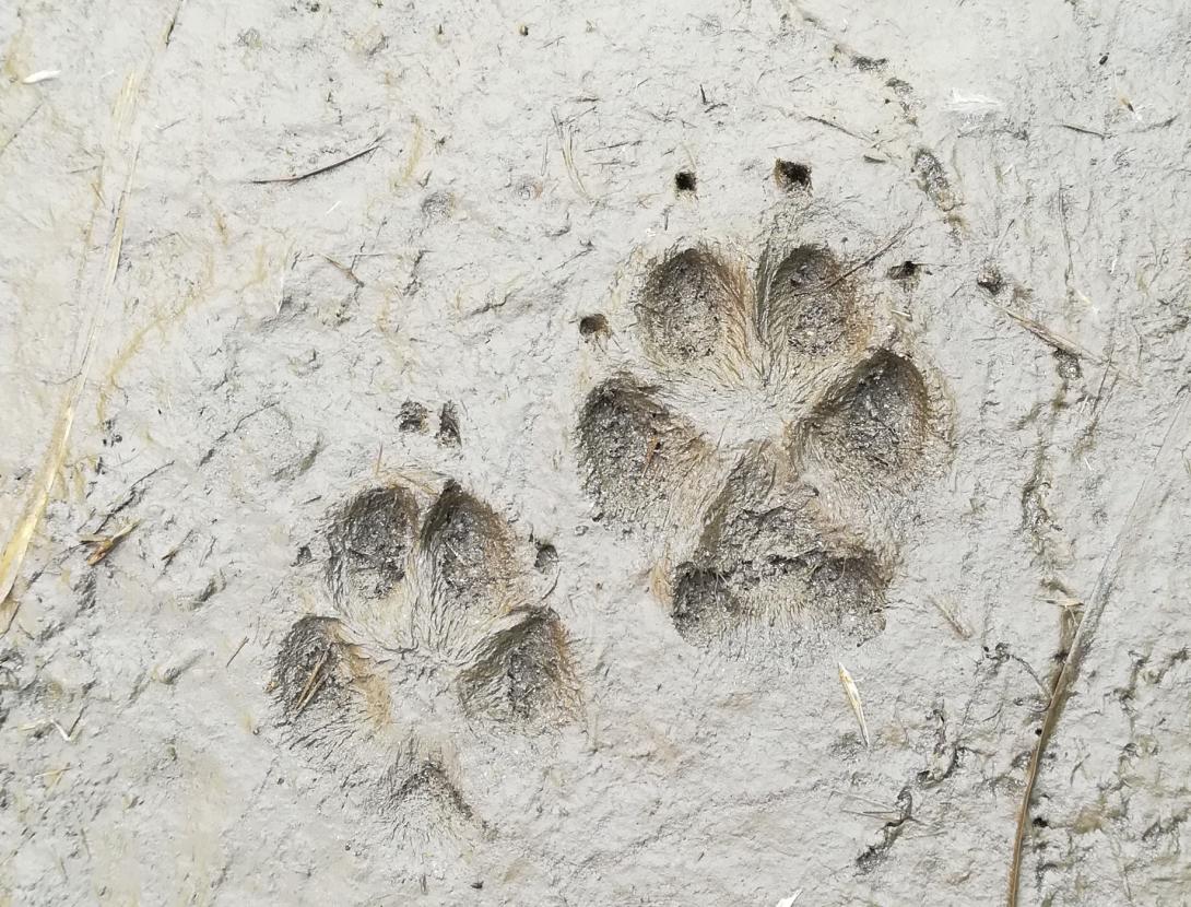 La Fauna Secreta del Bosc