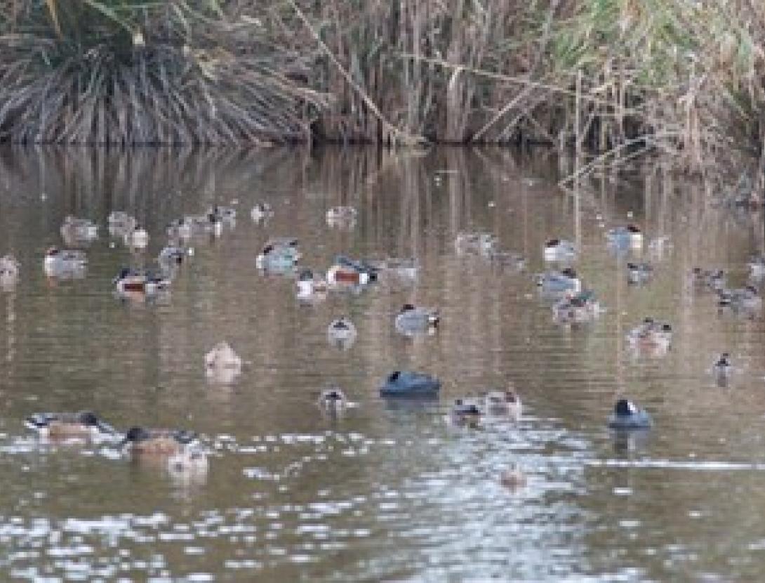Identificació d’ocells aquàtics hivernants