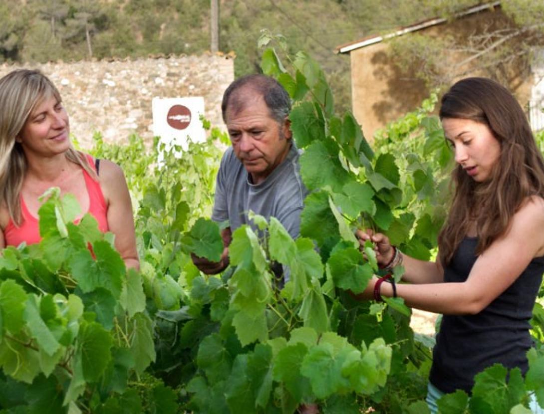 Celler Can Morral del Molí