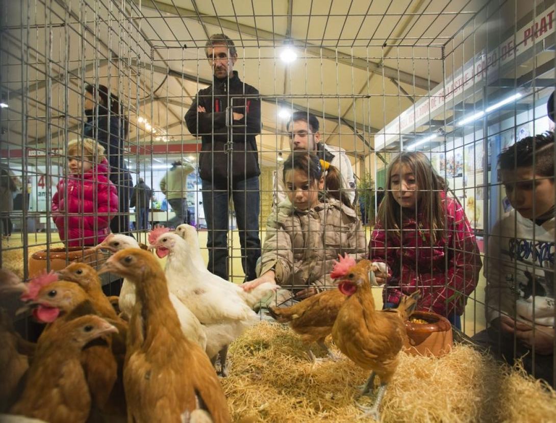 Fira Avícola Raça Prat al Prat de Llobregat