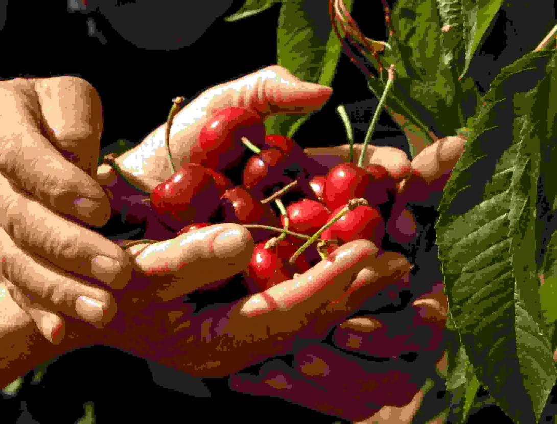 Sant Climent de Llobregat