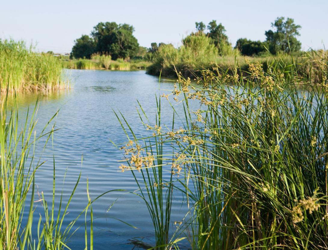 Aiguamolls Molins de Rei.jpg