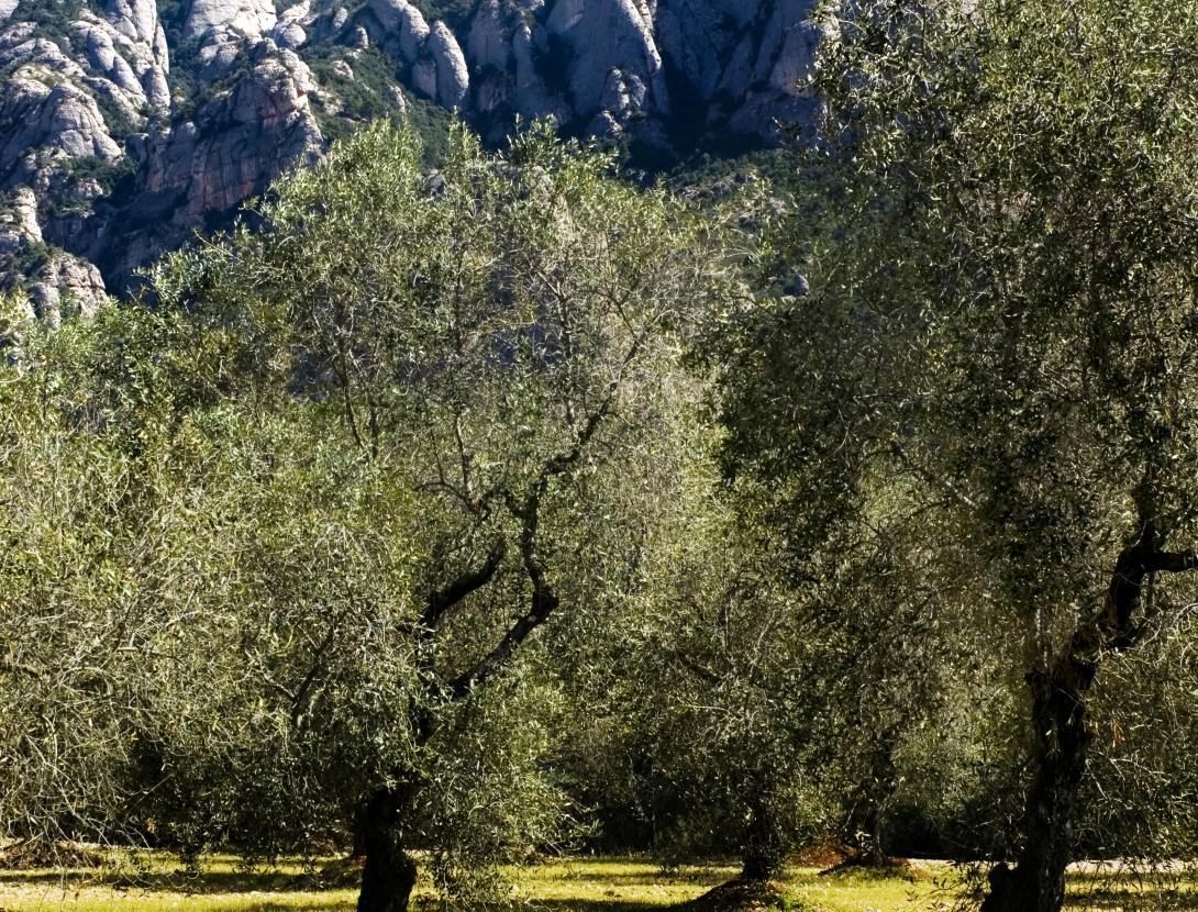 Cami de l'Oli - 3.jpg