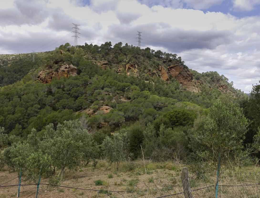 Cirerers de Torrelles de Llobregat